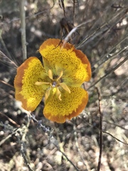 Calochortus weedii weedii