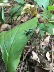 Strongylium auratum