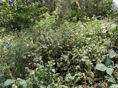 Phacelia malvifolia