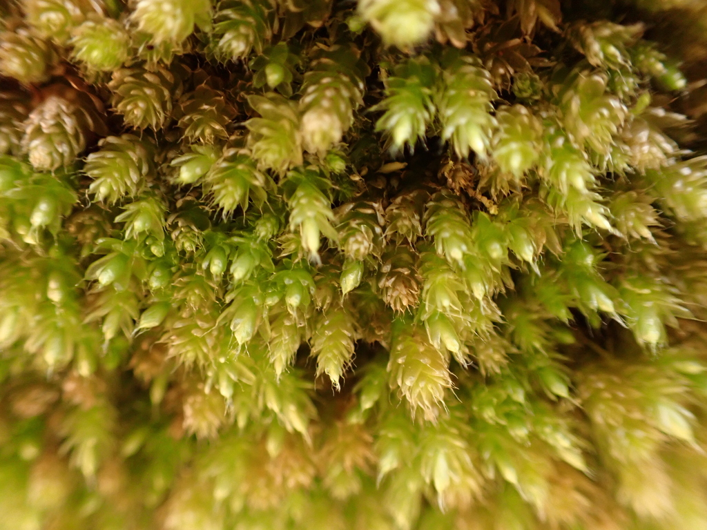 Lepyrodon pseudolagurus
