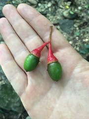 Damburneya salicifolia