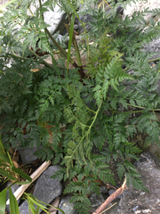 Conioselinum