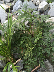 Conioselinum