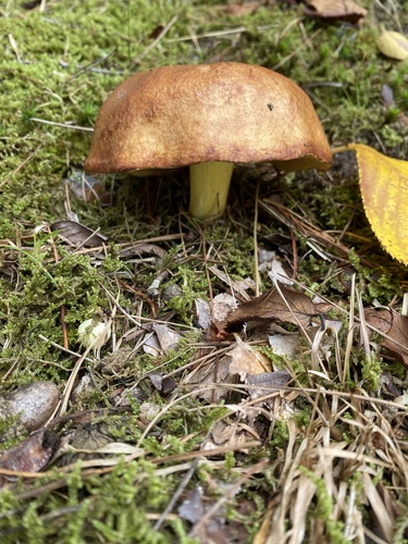 Suillus granulatus