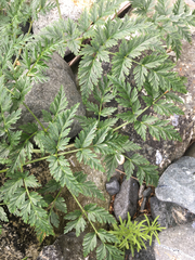 Conioselinum