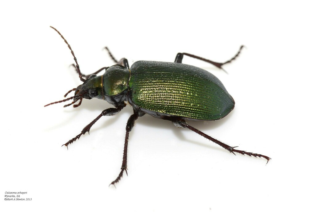 Green Carab Beetle