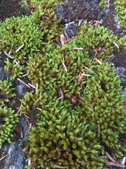 Plenogemma phyllantha