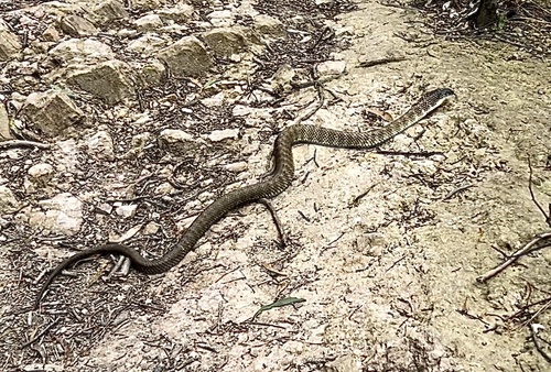 Tiger Snake sighting