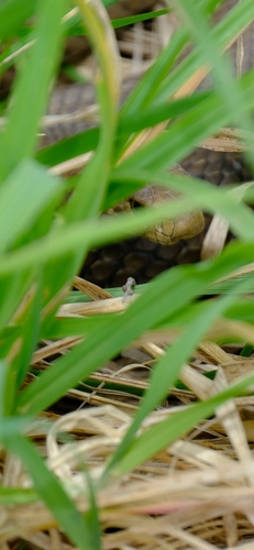 Eastern Brown Snake sighting