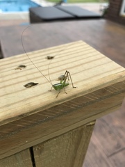 Conocephalus strictus