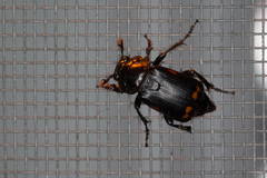 Nicrophorus pustulatus