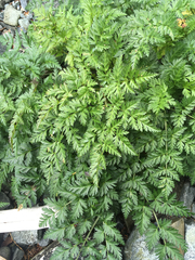 Conioselinum