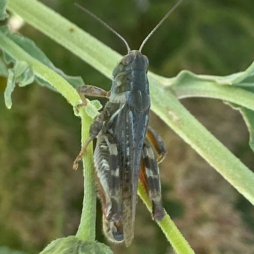 Gladston's Spur-throat Grasshopper photo 3