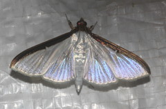 Cydalima laticostalis