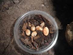 Sceloporus undulatus