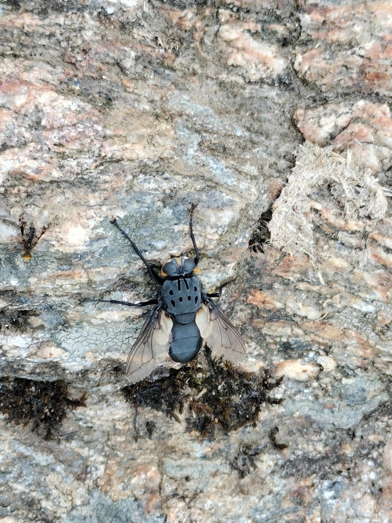 Oestromyia leporina