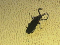 Greenarus thoracicus