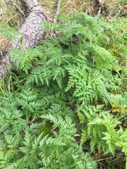 Conioselinum