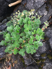 Potentilla villosa
