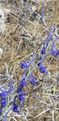 Delphinium hesperium