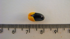 Rourea doniana