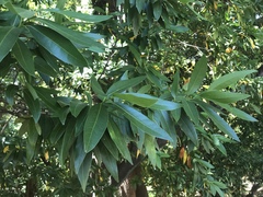 Umbellularia californica