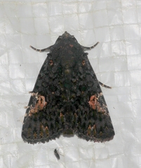 Acontiinae