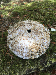 Strongylocentrotus purpuratus