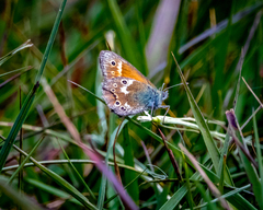 Coenonympha tullia