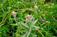 Pseudognaphalium ramosissimum