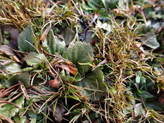 Gunnera cordifolia