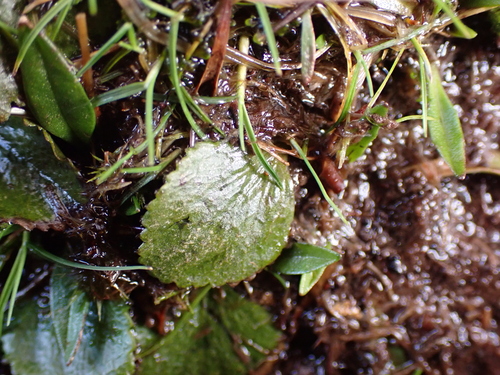 Gunnera cordifolia, photograph 1