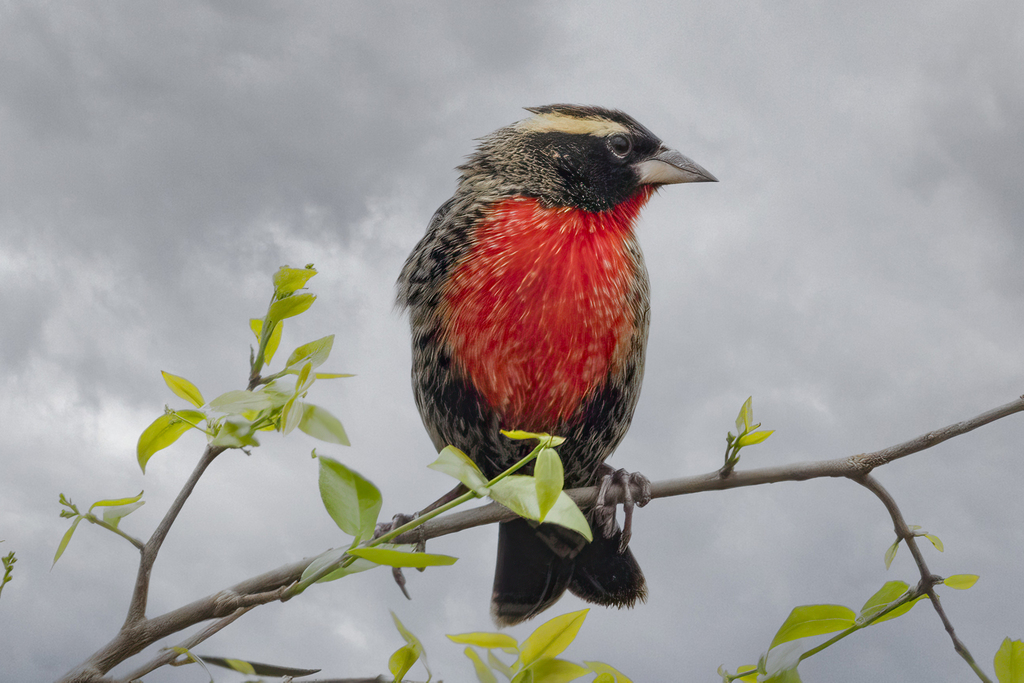 White-browed Meadowlark