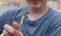 Masticophis taeniatus taeniatus