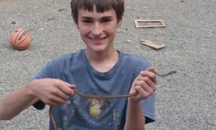 Masticophis taeniatus taeniatus