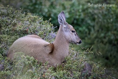 Hippocamelus bisulcus
