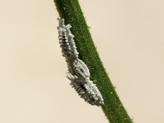 Gardenia Mealybug