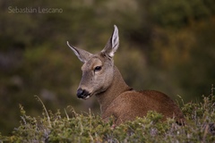 Hippocamelus bisulcus