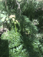 Ligusticum porteri