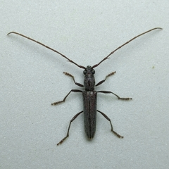 Aneflomorpha