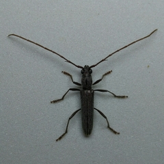 Aneflomorpha