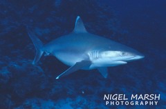 Carcharhinus albimarginatus