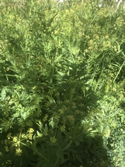 Osmorhiza occidentalis
