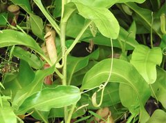 Nepenthes mirabilis