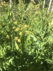 Osmorhiza occidentalis