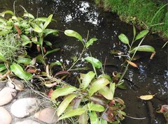 Nepenthes mirabilis