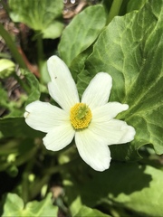 Caltha leptosepala