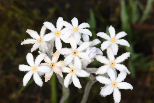 Hairy-stigma Tiurndin (Tribonanthes variabilis)