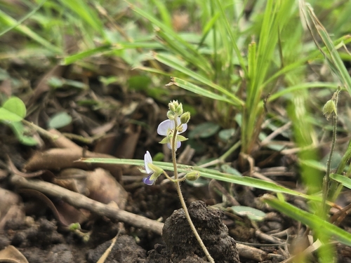 Christia obcordata iNat (1)