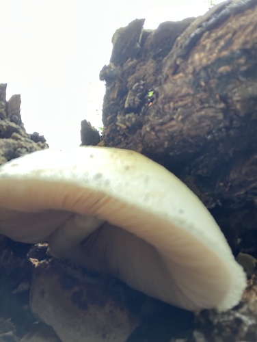 iNaturalist observation photo of Fungi Including Lichens